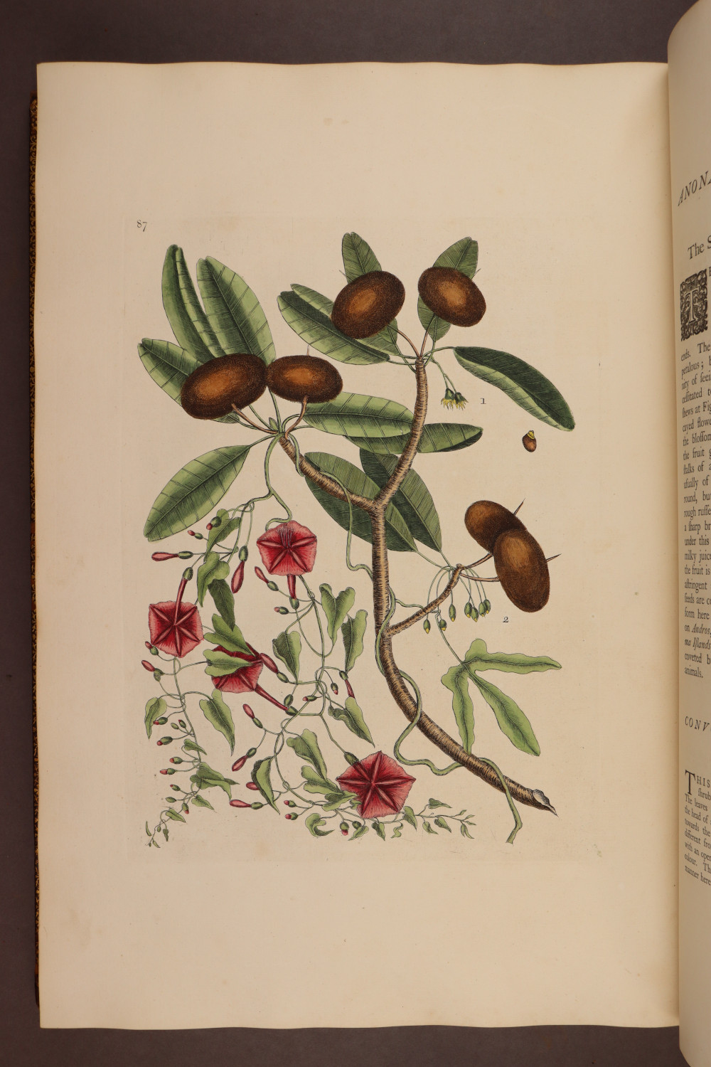 Plate 87